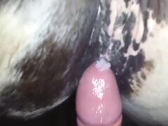 Fisting animal porn