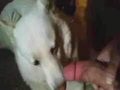 Zoo Porn Clips and Animal Sex
