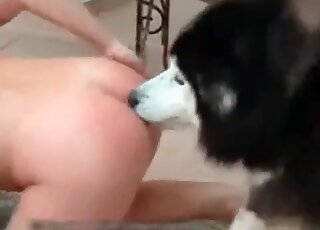 Two brunette whores cannot wait to get fucked by a fluffy husky