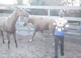 Incredible porn scene showing two horses that are ready to copulate