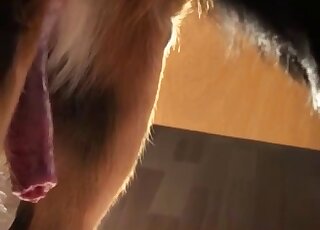 Black dog with sexy fur fucks zoophile before enjoying a hot handjob