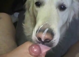 Dude gives white dog a facial in POV after it licks his massive cock