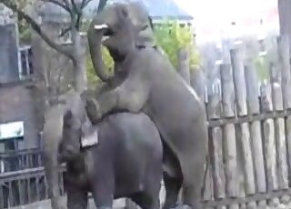 Sexy hidden cam recordings from the zoo with elephants fucking