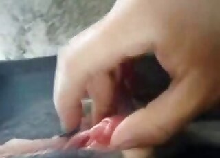 Cena pornográfica intensa com cenas de bestialidade explícita