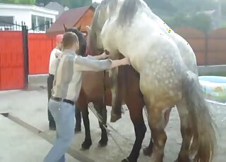 Awesome brown mare getting fucked by a large stallion with a big dick