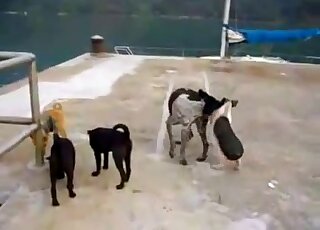 Two animals happily fucking by the water just because they can