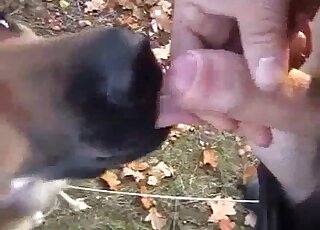 Dude jerks off in front of a dog to let the dog lick dick and whatnot