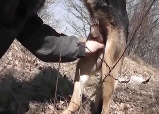 Guy sucks on a dog's cock in an outdoor setting before hard gay sex