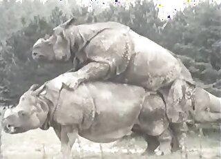 Outdoor bestiality madness featuring rhinos that want to fuck hard