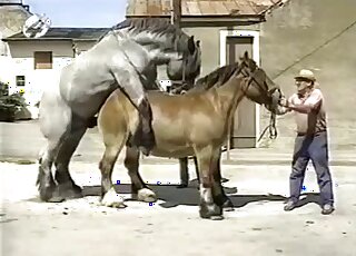 Outdoor fuck with a brown mare and a large beast with big dick