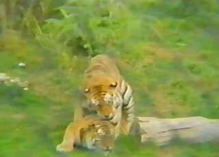Sexy tigers are enjoying hardcore banging in a hidden cam sex vid