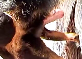 Black animal is ready to get fucked passionately by a gay zoophile