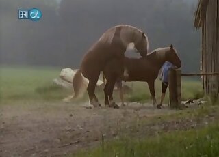 Outdoor fucking with two sexy horses that enjoy passionate banging