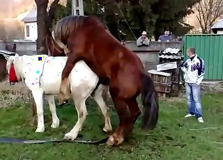 Brown stallion gets ready to fuck a white mare in an outdoor vid