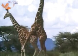 Sex compilation of various wild animals during copulation