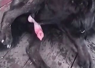 Close-up on stiff dog dick while it's shooting loads of sperm