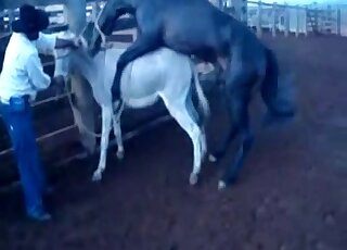 Rancher lures giant black horse into animal-on-animal copulation