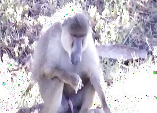 Lonely Baboon tries his warm cum after solo masturbation