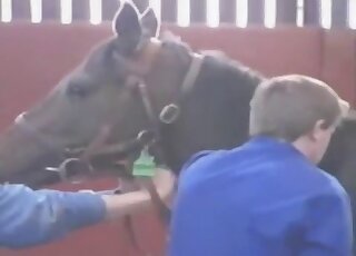 Insert from animal documentary showing two horses having intercourse