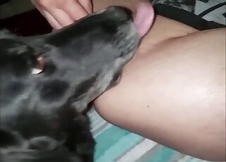 Cute black dog provides mistress with pussy and ass licking
