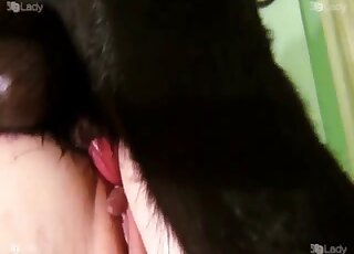 Black Airedale Terrier can't wait to empty his balls in girl's pussy