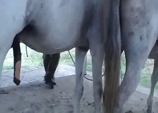 Amateur camera caught copulation session between horses in heat