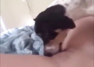Young vixen spreads legs for pussy licking favor from Jack Russell