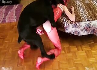 Airedale Terrier is working on the pussy of babe in red lingerie