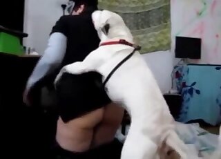 Impatient Bull Terrier gives intense cunny drilling to amateur MILF