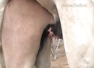 Donkeys get filmed while engaged in animal intercourse on a farm