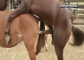 Inviting horse pussy gets rammed by stallion in heat