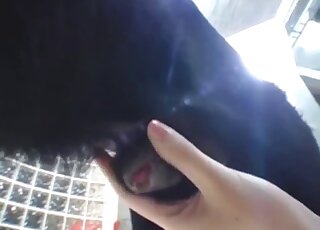 Cute Asian teen lets Labrador duo lick her pussy in zoo threesome