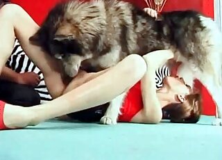 Close-up blowjob session delivered to a dog by horny chick