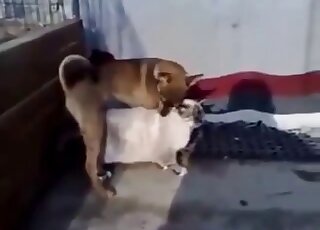 Small dog cannot stop fucking a shapely cat with a tight pussy