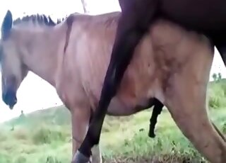 Stallion fucks female horse for the delight of the guy filming