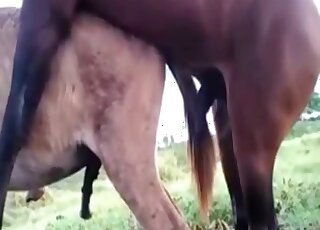 Конь Ебет Мужика Видео Смотреть Конь Ебет Мужика Видео Смотреть