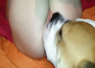 Curvy woman loves being ass licked by the dog during her home solo