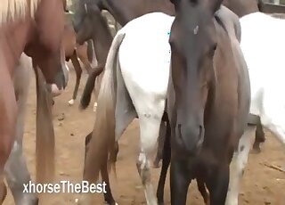 Horses getting ready to fuck makes horny zoo lover wanna join
