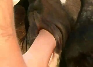 Bitch fist fucks cow and fulfills her dirtiest zoophilia fantasies