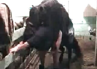 Black horse is fucking hard wet pussy of a fat zoophile bitch