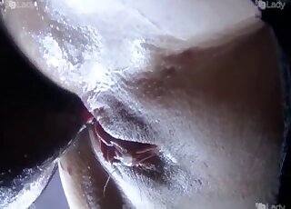 Tight female feels whole pig's cock hammering her quite good