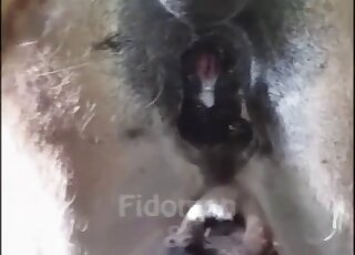 Guy showing his hairy cock as he fucks this gorgeous mare from behind