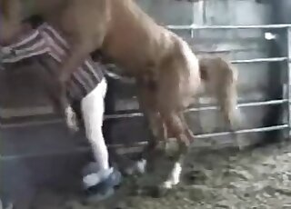 Aroused stallion bangs tight ass hole of a nasty zoophile in stables