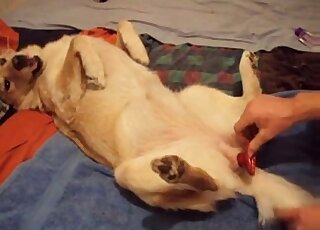 Naughty zoophile stuffs rubber sex toy in tight hole of his own dog