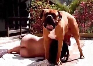 Big red cock of a dog arouses horny zoophile bitch for a blowjob