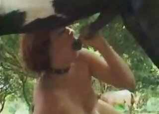 Outdoor sex scene with a black horse that fucks zoophilic pussy