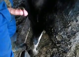 Nasty pervert is going to stuff his cock in the animal’s asshole