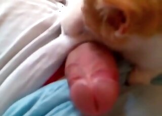 Dude lets his cat lick his big dong in a homemade zoo porn video