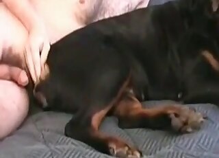 Zoo pervert licks and sucks deep asshole of his pet dog indoors