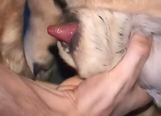 Perverted dude jerks off a canine’s cock in a wild zoophilia action